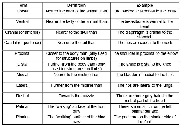 Anatomical Terms Worksheet