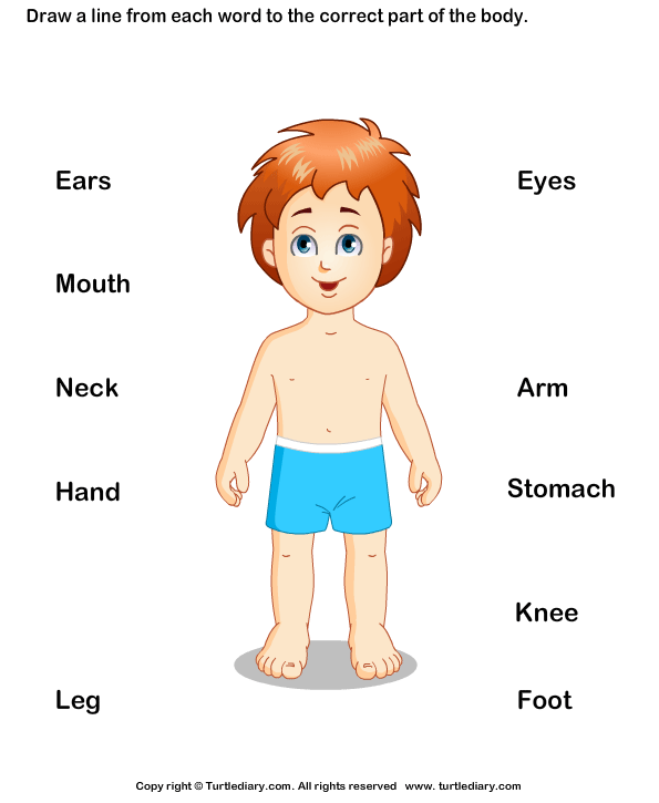 Body Parts For Kids Worksheet