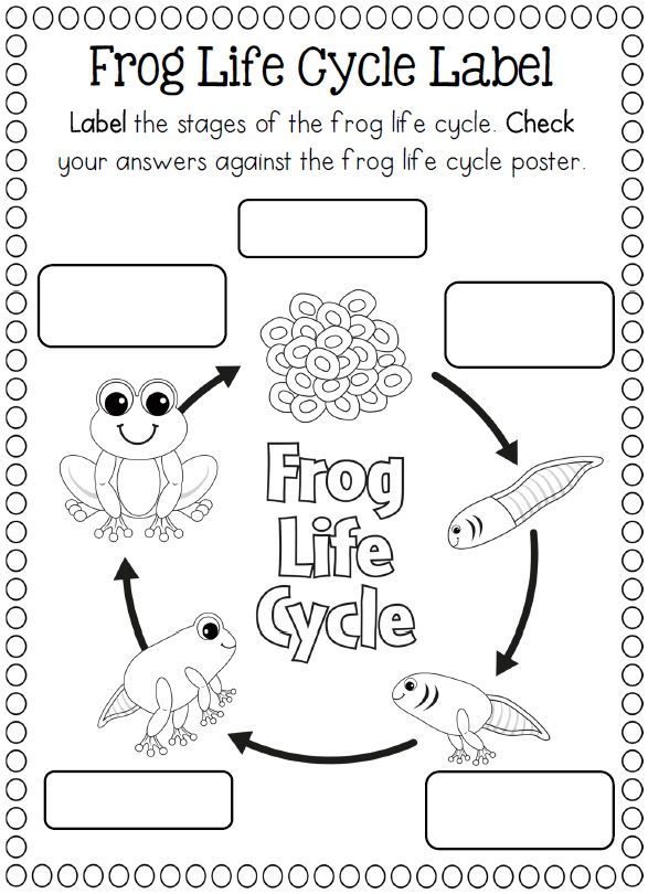 Life Cycle Of A Frog Coloring Page