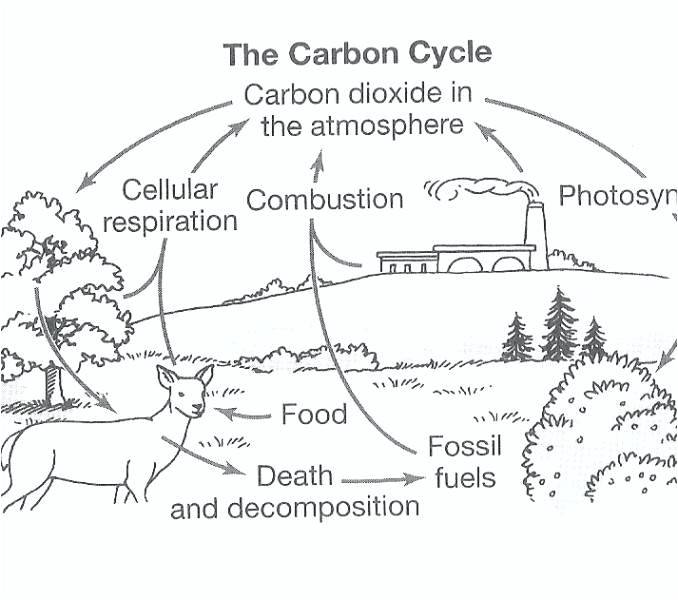 Carbon Cycle Worksheets Carbon Cycle Diagram Worksheet Answers