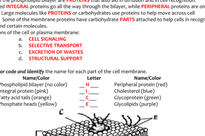 Cell Membrane Coloring Worksheet Key