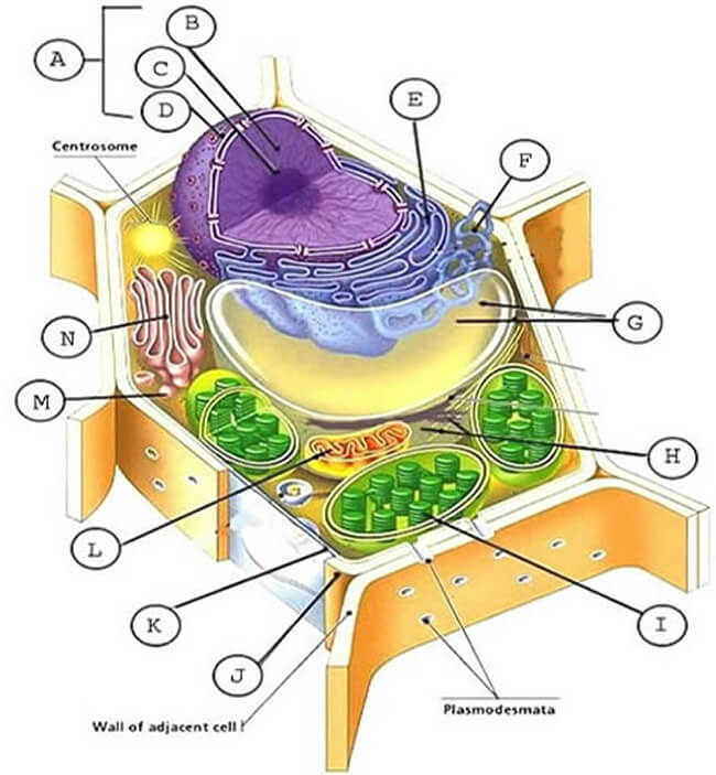 Animal And Plant Cell Labeling