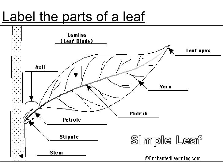 Parts Of A Leaf Worksheet