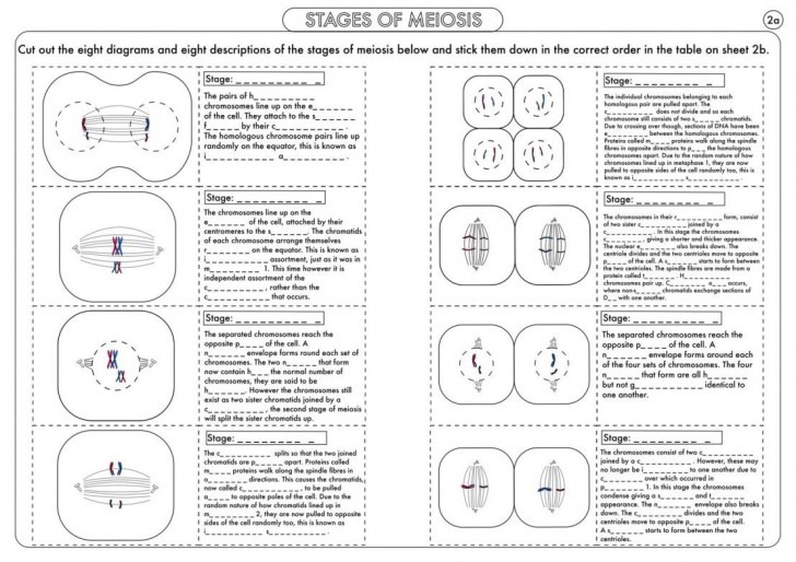 Cell Division Worksheets Pdf The Best Image Collection And Mitosis