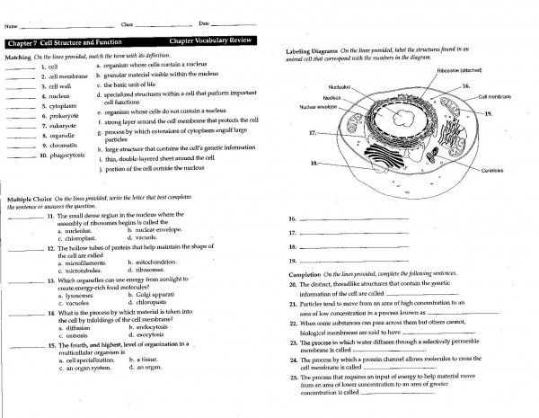 Cell Structure And Function Worksheet Answers