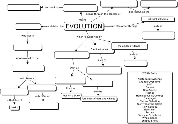 Evolution Concept Map  Great Evoltuion Worksheet