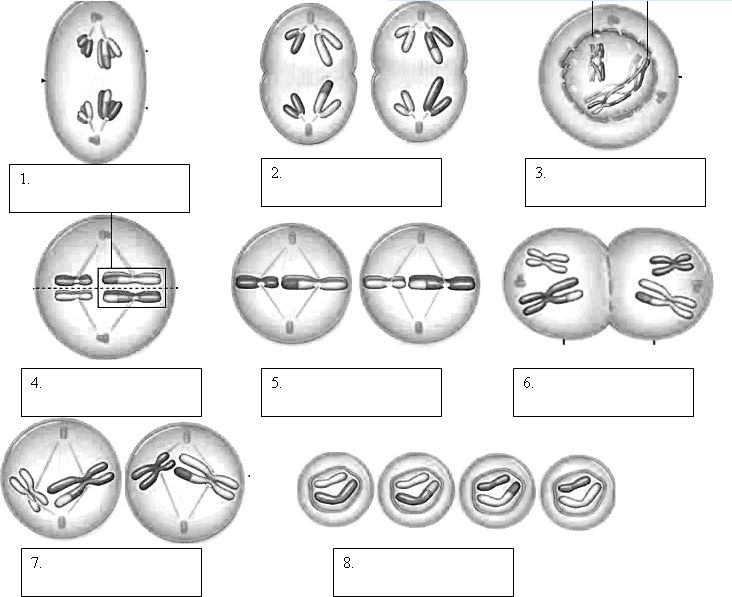 Label The Phases Of Meiosis