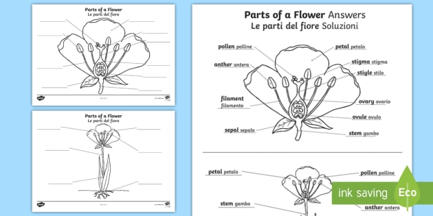 Parts Of A Plant And Flower Labelling Worksheet   Worksheet