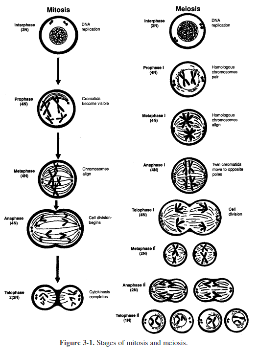2 Meiosis Drawing Sequencing For Free Download On Ayoqq Org