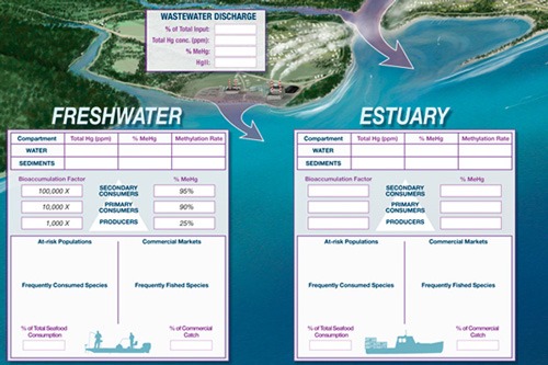 Mercury In Marine Ecosystems Poster