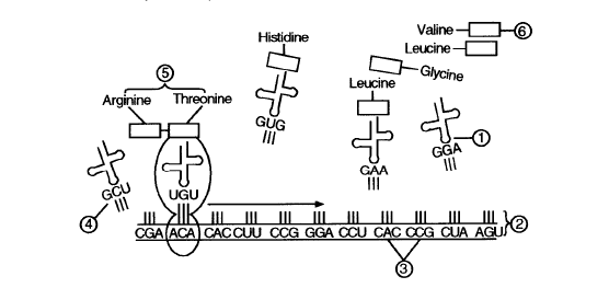 Transcription And Translation Worksheet Image