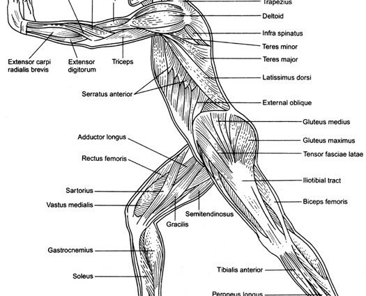 Muscle Anatomy Worksheet