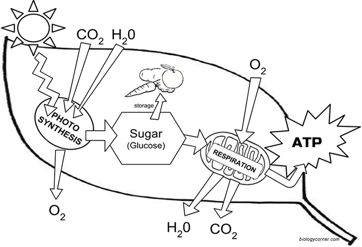 Chloroplast Structure And Function