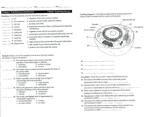 Cell Structure And Function Worksheet