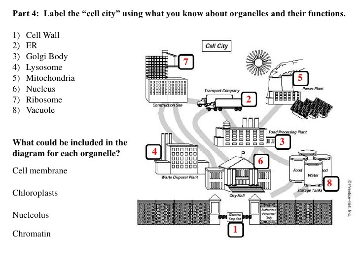 Cell City Answer Key Diagram