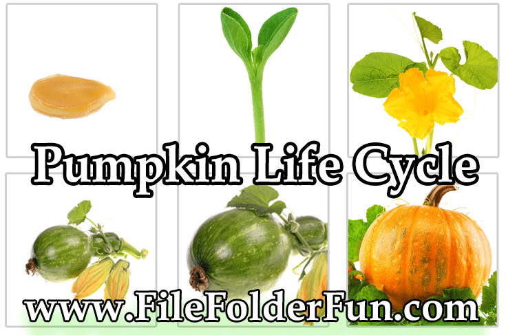 Parts Of A Pumpkin Worksheets
