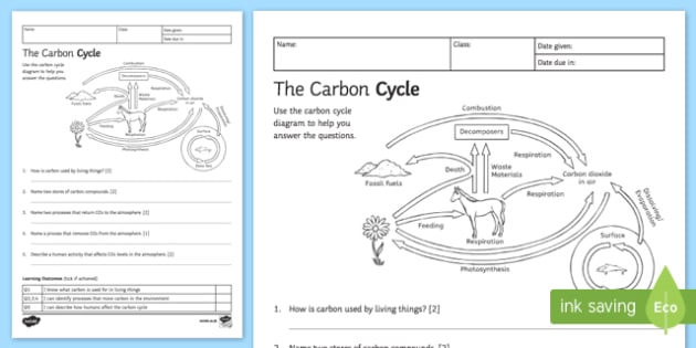 Carbon Cycle & Nitrogen Cycle