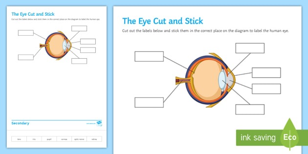 The Eye Cut And Stick Worksheet   Worksheet