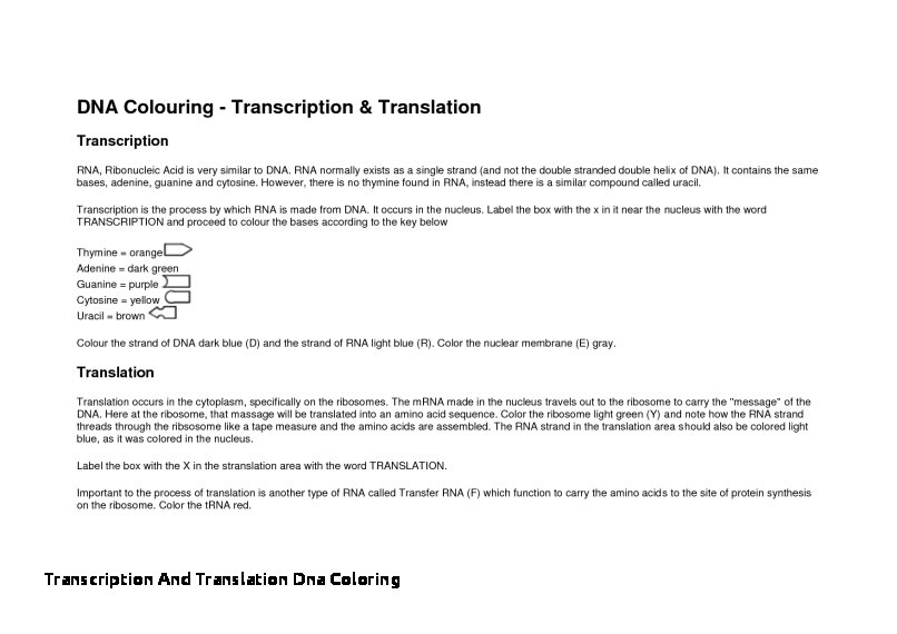 Transcription And Translation Dna Coloring Transcription And