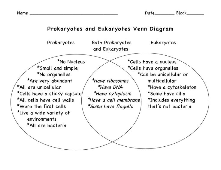 Prokaryotic Cells Vs Eukaryotic Cells Venn Diagram