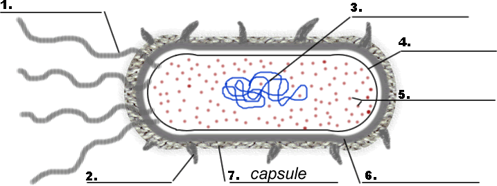 Bacteria (prokaryote) Cell Coloring