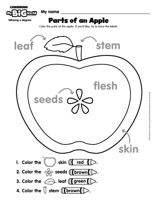 Parts Of An Appleâa Freebie Printable From  Mybigworld Magazine By