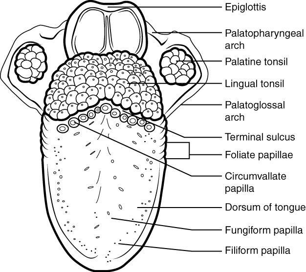 23 3 The Mouth, Pharynx, And Esophagus â Anatomy And Physiology