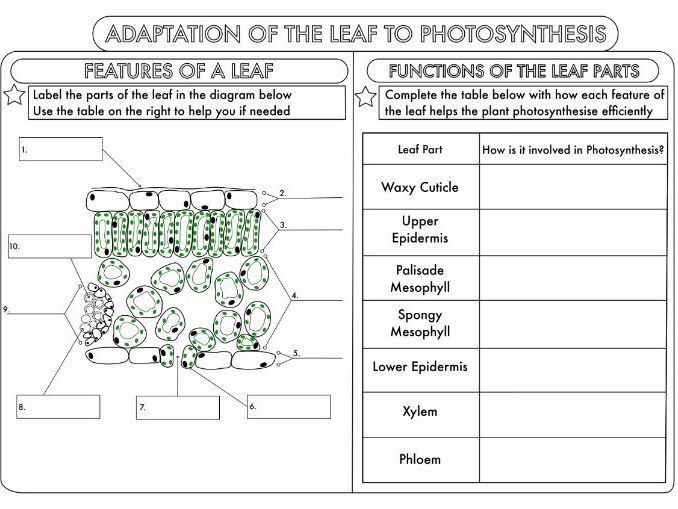 Leaf Structure Worksheet Answers