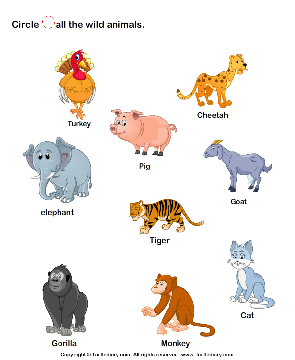 Wild Animals Worksheet3