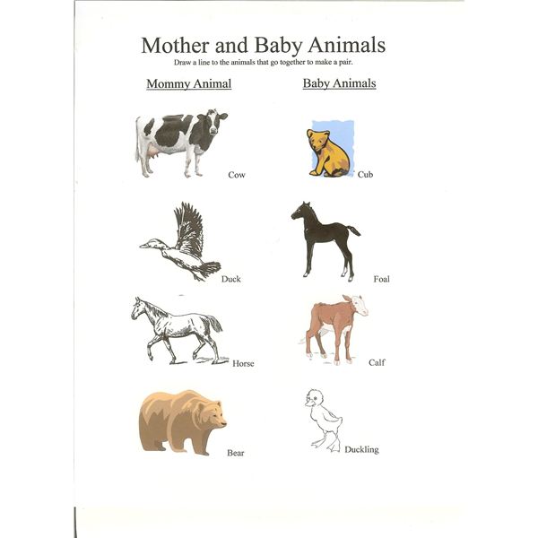 Preschool Lesson Mother And Baby Animals With Free Worksheet