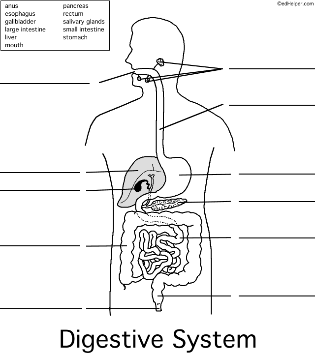 Digestive System Worksheets  1