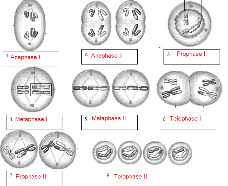 Meiosis