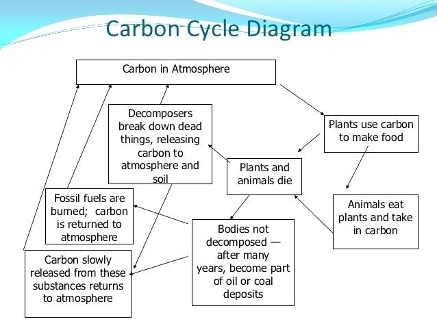 Carbon Cycle Worksheets The Carbon Cycle Review Worksheet Editable