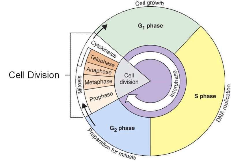 Cell Cycle And Mitosis Worksheet Answer Key