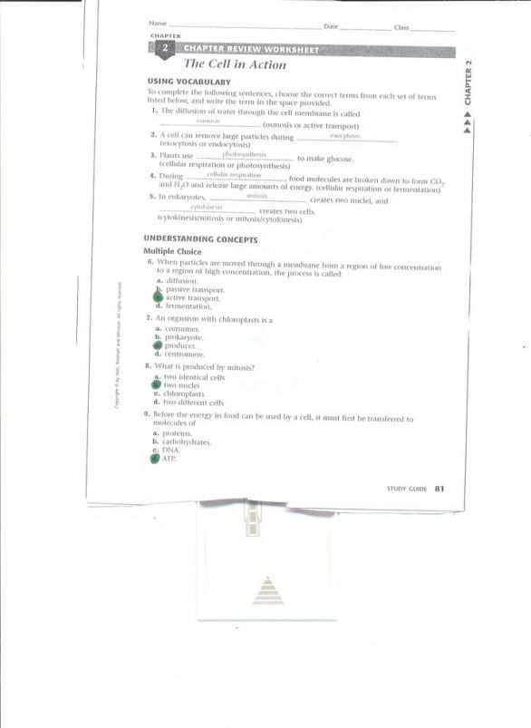 Chapter 10 Cell Growth And Division Worksheet Answer Key