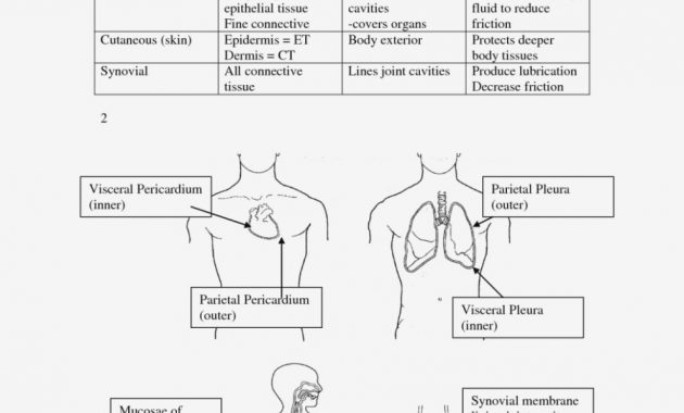 Skin Anatomy Diagram Worksheet Skin Diagram Anatomy â Skin