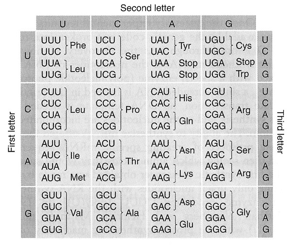 Transcription And Translation Worksheet Key