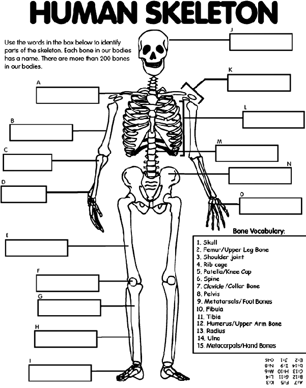 Skeleton Diagram Worksheet