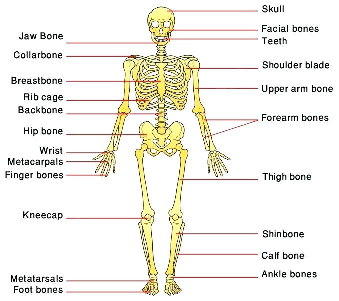 Human Skeleton Human Anatomy Worksheets For Kindergarten Human