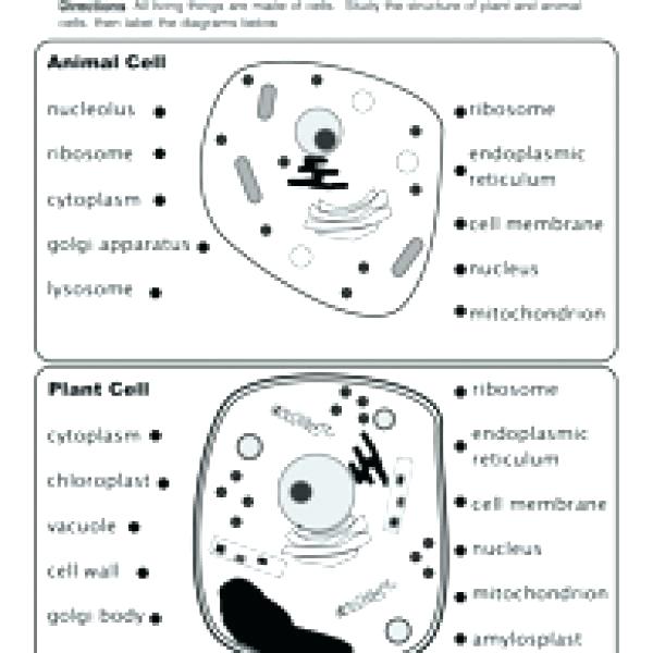 Label Animal Cell Worksheet Labeling An Animal Cell Worksheet