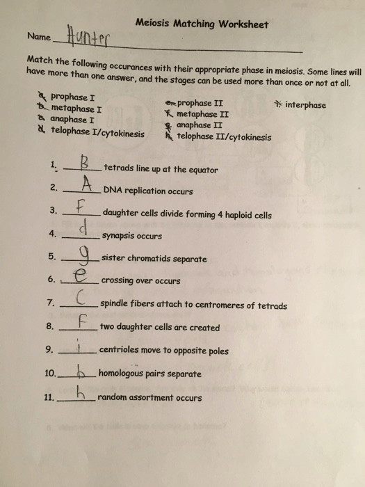 Solved  Meiosis Matching Worksheet Hunme Hunand Match The