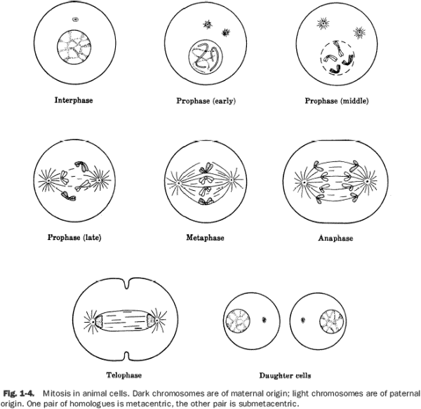 Stages Of Mitosis Worksheet Answers