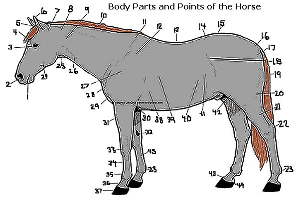 Body Parts And Points Of The Horse
