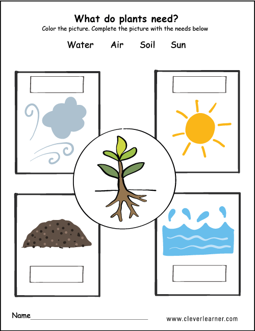 What Plants Need To Grow Worksheets For Preschools