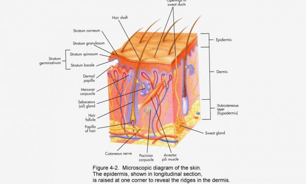 Skin Anatomy Diagram Worksheet Skin Diagram Anatomy â Skin