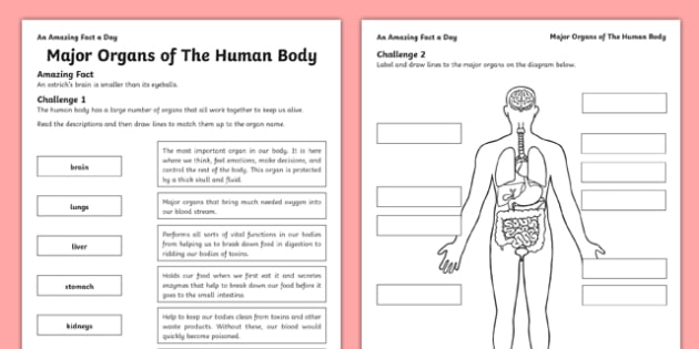 Major Organs Of The Human Body Worksheet   Worksheet