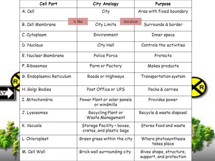Cell City Worksheet Answers