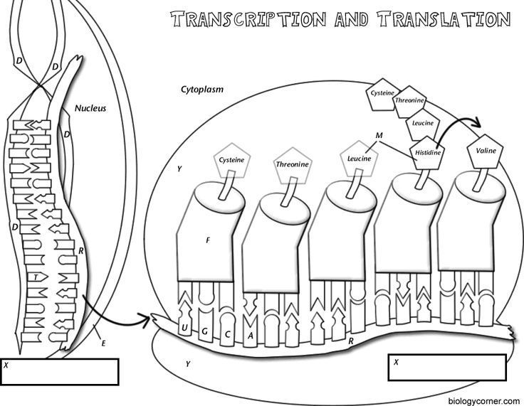 Transcription Worksheet Answers Transcription Translation