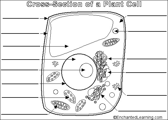 Cell Labeling Worksheet
