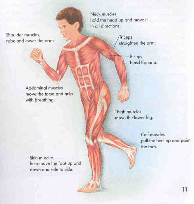 Human Body Muscles Activity Sheet